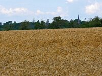 NL, Limburg, Eijsden-Margraten, Koetsweg W of Noorbeek 1, Saxifraga-Tom Heijnen