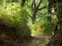 NL, Limburg Gulpen-Wittem 2, Saxifraga-Foto Fitis-Sytske Dijksen