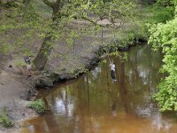 NL, Limburg, Leudal, Leubeek 13, Saxifraga-Tom Heijnen