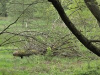 NL, Limburg, Leudal, Leubeek 14, Saxifraga-Tom Heijnen