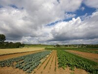 NL, Limburg, Maastricht, Jekerdal 1, Saxifraga-Foto Fitis-Sytske Dijksen