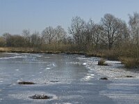 NL, Limburg, Nederweert, Groote Peel 7, Saxifraga-Marijke Verhagen