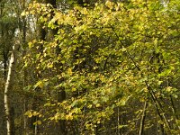 NL, Limburg, Nederweert, Hugterbroek 2, Saxifragha-Jan van der Straaten