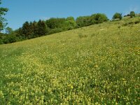 NL, Limburg, Voerendaal, Vrakelberg 6, Saxifraga-Willem van Kruijsbergen