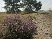 NL, Limburg, Weert, Boshoverheide 13, Saxifraga-Jan van der Straaten