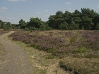 NL, Limburg, Weert, Boshoverheide, grafheuvel 8, Saxifraga-Jan van der Straaten