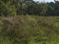 NL, Limburg, Weert, De IJzeren Man 38, Saxifraga-Jan van der Straaten