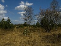 NL, Limburg, Weert, Kruispeel 9, Saxifraga-Jan van der Straaten