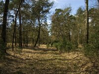 NL, Limburg, Weert, Laurabossen 4, Saxifraga-Jan van der Straaten