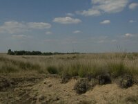 NL, Limburg, Weert, Loozerheide 23, Saxifraga-Jan van der Straaten