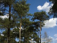 NL, Limburg, Weert, Oudste bos, Laurabossen 1, Saxifraga-Jan van der Straaten