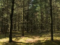 NL, Limburg, Weert, Tungelerwallen 10, Saxifraga-Jan van der Straaten