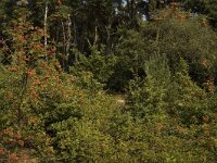 NL, Limburg, Weert, Tungelerwallen 46, Saxifraga-Marijke Verhagen