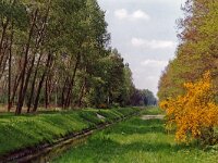 Bont dikkopje 159_30 : Weerterbos Habitat Bont dikkopje