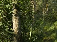 NL, Limburg, Weert, Wijfelterbroek 20, Saxifraga-Jan van der Straaten