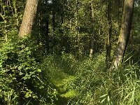 NL, Limburg, Weert, Wijfelterbroek 25, Saxifraga-Jan van der Straaten