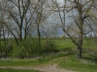 NL, Noord-Brabant, 's-Hertogenbosch, De Koornwaard 3, Saxifraga-Jan van der Straaten