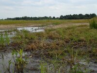 NL, Noord-Brabant, 's-Hertogenbosch, Moerputten 22, Saxifraga-Willem van Kruijsbergen
