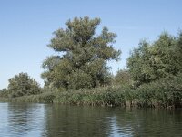 NL, Noord-Brabant, Altena, Gat van den Hardenhoek 13, Saxifraga-Willem van Kruijsbergen