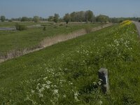 NL, Noord-Brabant, Altena, Merwededijk 8, Saxifraga-Marijke Verhagen
