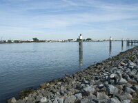 NL, Noord-Brabant, Altena, Nieuwe Merwede 6, Saxifraga-Annemiek Bouwman