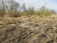 Reed flattened by heavy storm, Biesbosch National Park, Netherlands  Biesbosch National Park, Netherlands : Biesbosch, NP, Dutch, flat, flattened, gale, Holland, landscape, national park, natural, nature, North Brabant, reed, reed bed, reeds, rural landscape, storm
