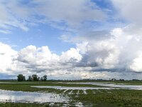 NL, Noord-Brabant, Altena, Polder Groote Muggenwaard 1, Saxifraga-Bart Vastenhouw