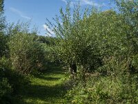 NL, Noord-Brabant, Altena, Polder Het Jannezand 4, Saxifraga-Jan van der Straaten