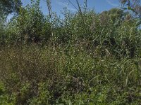 NL, Noord-Brabant, Altena, Polder Prik- en Schanswaard 2, Saxifraga-Jan van der Straaten