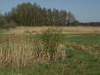 NL, Noord-Brabant, Baarle-Nassau, Baarlebrug 5, Saxifraga-Jan van der Straaten