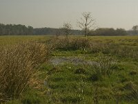 NL, Noord-Brabant, Baarle-Nassau, Castelreesche Heide 21, Saxifraga-Marijke Verhagen