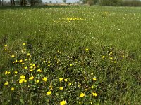 NL, Noord-Brabant, Baarle-Nassau, De Manke Goren 105, Saxifraga-Willem van Kruijsbergen