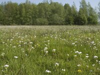 NL, Noord-Brabant, Baarle-Nassau, De Manke Goren 134, Saxifraga-Willem van Kruijsbergen