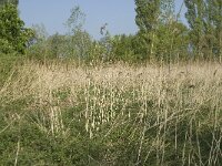 NL, Noord-Brabant, Baarle-Nassau, De Manke Goren 141, Saxifraga-Willem van Kruijsbergen