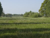 NL, Noord-Brabant, Baarle-Nassau, De Manke Goren 142, Saxifraga-Willem van Kruijsbergen