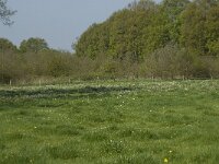 NL, Noord-Brabant, Baarle-Nassau, De Manke Goren 27, Saxifraga-Willem van Kruijsbergen