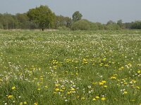 NL, Noord-Brabant, Baarle-Nassau, De Manke Goren 59, Saxifraga-Willem van Kruijsbergen