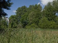 NL, Noord-Brabant, Baarle-Nassau, Halsche Beemden 175, Saxifraga-Jan van der Straaten