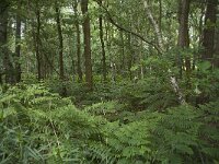 NL, Noord-Brabant, Baarle-Nassau, Halsche Beemden 40, Saxifraga-Willem van Kruijsbergen