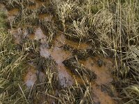 NL, Noord-Brabant, Baarle-Nassau, Halsche Beemden 90, Saxifraga-Willem van Kruijsbergen