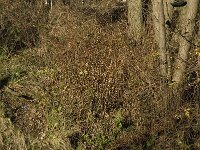 NL, Noord-Brabant, Bergeijk, Beekloop 2, Saxifraga-Marijke Verhagen