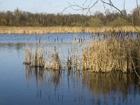 NL, Noord-Brabant, Bergeijk, Pastoorsweijer 2, Saxifraga-Jan van der Straaten