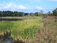 NL, Noord-Brabant, Bergeijk, Visvijvers Bergeijk (Liskes) 23, Saxifraga-Tom Heijnen