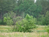 NL, Noord-Brabant, Bergeijk, Weijerkens 2, Saxifraga-Tom Heijnen