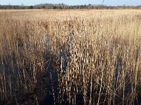 NL, Noord-Brabant, Bladel, Cartierheide 3, Saxifraga-Tom Heijnen