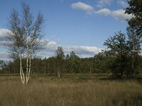 NL, Noord-Brabant, Bladel, Grijze Steen 7, Saxifraga-Jan van der Straaten