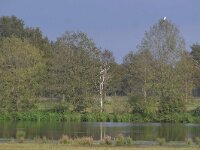NL, Noord-Brabant, Bladel, Nieuwe Erven (nieuwe natuur) 2, Saxifraga-Tom Heijnen