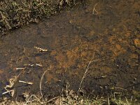 NL, Noord-Brabant, Boxtel, De Scheeken 18, Saxifraga-Willem van Kruijsbergen