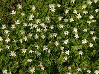 NL, Noord-Brabant, Boxtel, De Scheeken 4, Saxifraga-Jan van der Straaten