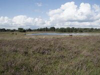 NL, Noord-Brabant, Boxtel, Kampina, Kromvennen 4, Saxifraga-Willem van Kruijsbergen